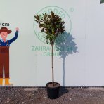 Magnólia veľkokvetá (Magnolia grandiflora Praecox) ´GOLIATH´ - výška 150-180 cm, obvod kmeňa 10/12 cm, kont. C30L (-21°C) - NA KMIENKU 